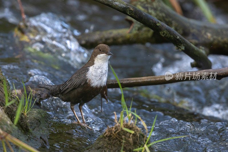 白喉雀(Cinclus Cinclus)